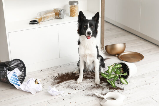Naughty Border Collie dog with mess on floor in kitchen