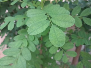 green leaves in the garden