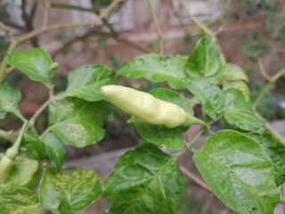 Obraz premium green beans in the garden