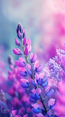 Obraz premium Lupine flower displays vibrant blue and purple gradients in a soft, dreamlike springtime scene