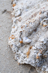 Weathered seashell, giant claw, on a sandy beach Green Island, Queensland, Australia