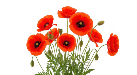 Vibrant red poppies with delicate green stems and buds isolated on transparent background