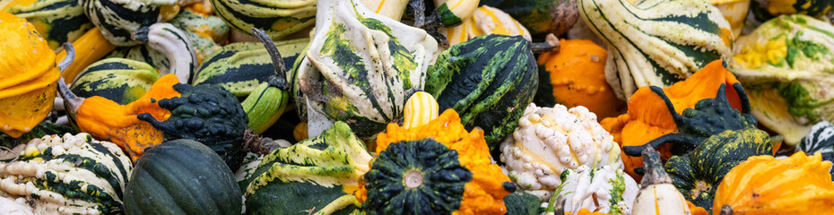 Assortment of multicolored and interesting shapes in a pile of Gourds, celebrate the fall harvest...
