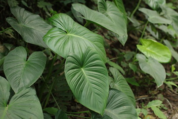 Philodendron Hederaceum in the Rainforest