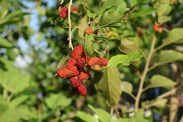 Fresh Mulberries Harvest