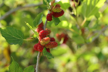 Mulberries Almost Ripe on the Branch