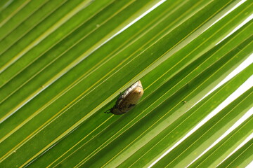 Beetles on Palm Leaves