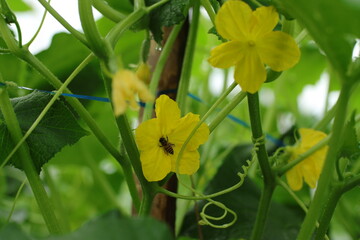 Honey Bee on Cucumber Flower