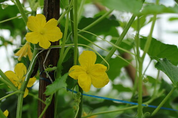 Yellow Cucumber Flowers in the Garden