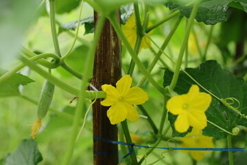 Fresh Cucumber Flower