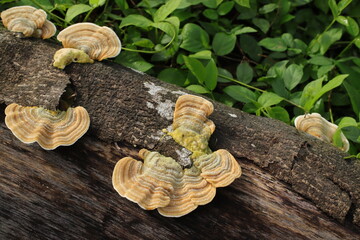 Trametes Versicolor Mushroom