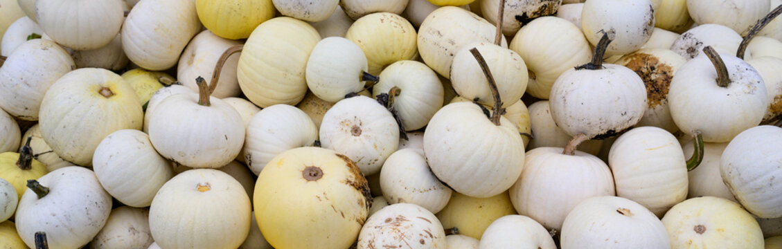 Pile of small white and cream colored Moonshine Pumpkins, as a Thanksgiving and Halloween holiday background
- Powered by Adobe