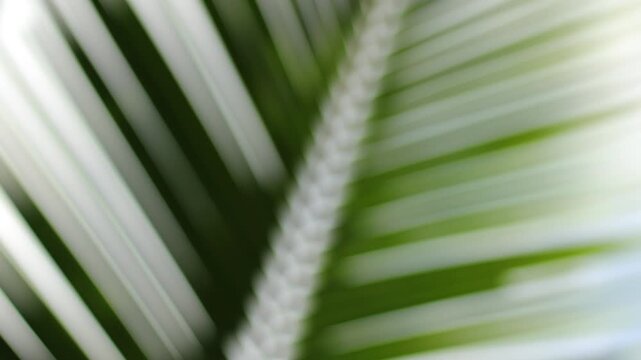 close up blur of coconut leaf movement