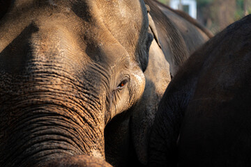 A tight, warm image of elephants grouped together. Focus on wrinkled skin, eye, and trunk textures, conveying wildlife, bonding, and natural rugged beauty in a sunlit scene.