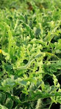 Watermelon Leaf Shoots in the Wind