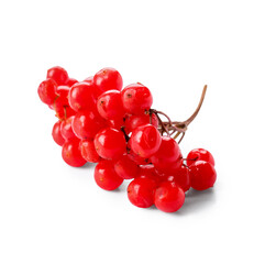 Fresh viburnum berries on white background