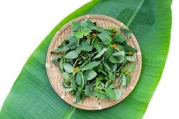 Yellow flower with green leaves of acmella oleracea or toothache plant on white background