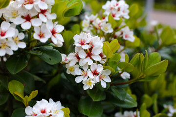 Snow White Indian Hawthorn (Rhaphiolepis indica) in full bloom