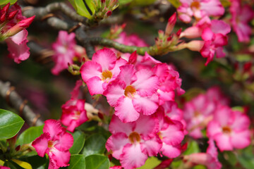 Adenium obesum, Cluster of vibrant desert rose blossoms covering twisted branches.