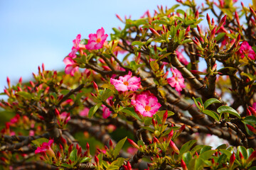 Pink and white desert rose flowers glowing in sunlight.