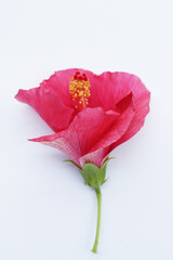 Obraz premium Red hibiscus flower on white background.