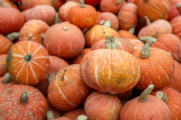 Fun and unique small pumpkins, Kabocha Squash, orange with white markings, as a Thanksgiving and Halloween holiday background

