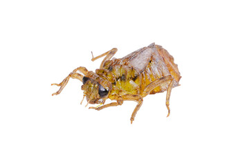 Dragonfly larvae isolated on white background.