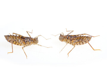 Dragonfly larvae isolated on white background.