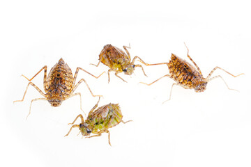 Dragonfly larvae isolated on white background.