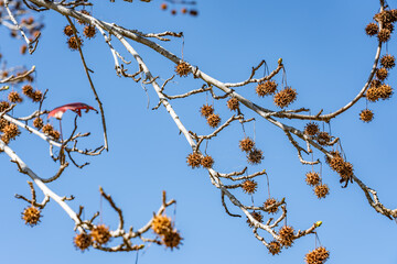 Platanus racemosa is a species of plane tree. California sycamore, western sycamore, California plane tree, aliso. Kenneth Hahn State Recreation Area, Baldwin Hills Mountains of Los Angeles California