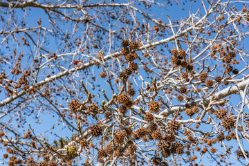 Platanus racemosa is a species of plane tree. California sycamore, western sycamore, California plane tree, aliso. Kenneth Hahn State Recreation Area, Baldwin Hills Mountains of Los Angeles California
