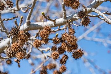 Platanus racemosa is a species of plane tree. California sycamore, western sycamore, California plane tree, aliso. Kenneth Hahn State Recreation Area, Baldwin Hills Mountains of Los Angeles California