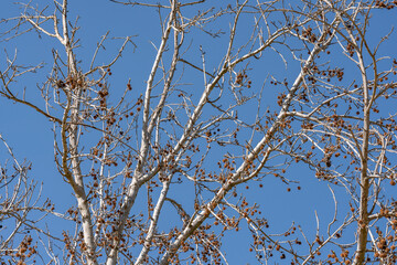 Platanus racemosa is a species of plane tree. California sycamore, western sycamore, California plane tree, aliso. Kenneth Hahn State Recreation Area, Baldwin Hills Mountains of Los Angeles California
