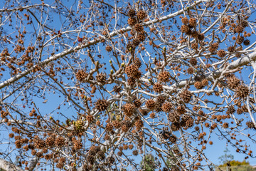 Platanus racemosa is a species of plane tree. California sycamore, western sycamore, California plane tree, aliso. Kenneth Hahn State Recreation Area, Baldwin Hills Mountains of Los Angeles California