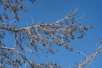 Platanus racemosa is a species of plane tree. California sycamore, western sycamore, California plane tree, aliso. Kenneth Hahn State Recreation Area, Baldwin Hills Mountains of Los Angeles California