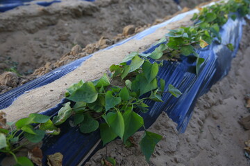 The vines and leaves of potatoes are covered with plastic film.