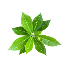 Top view of leaves, green leaves isolated on white background.