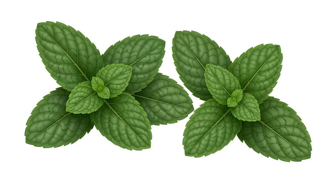 Fresh Mint Leaves Top View