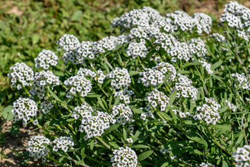 Lobularia maritima (syn. Alyssum maritimum), low-growing flowering plant, family Brassicaceae. sweet alyssum, sweet Alison. Kenneth Hahn State Recreation Area, Baldwin Hills Mountains of Los Angeles	