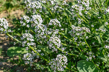 Lobularia maritima (syn. Alyssum maritimum), low-growing flowering plant, family Brassicaceae. sweet alyssum, sweet Alison. Kenneth Hahn State Recreation Area, Baldwin Hills Mountains of Los Angeles	