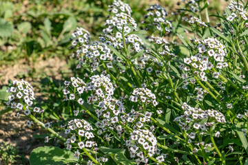 Lobularia maritima (syn. Alyssum maritimum), low-growing flowering plant, family Brassicaceae. sweet alyssum, sweet Alison. Kenneth Hahn State Recreation Area, Baldwin Hills Mountains of Los Angeles	