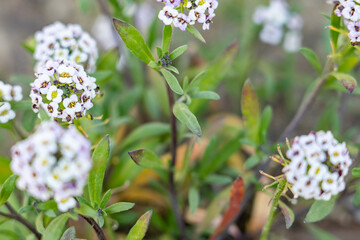 Lobularia maritima (syn. Alyssum maritimum), low-growing flowering plant, family Brassicaceae. sweet alyssum, sweet Alison. Kenneth Hahn State Recreation Area, Baldwin Hills Mountains of Los Angeles	