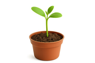 Young green sprout growing in brown pot with soil