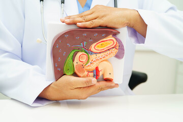 Liver with gallbladder, pancreas spleen and duodenum, Asian doctor holding human anatomy model for study diagnosis and treatment in hospital.