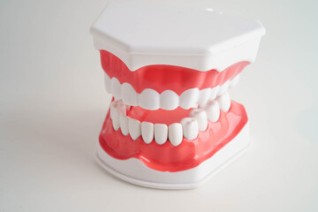Dental teeth model on white background for learn about dentistry.