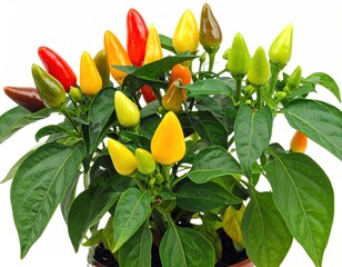Pepper plant with colorful ripening chili peppers