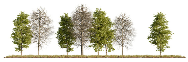 A group of realistic 3D rendered trees with mixed foliage and dry branches, isolated on a white background for architectural visualization and landscape design use