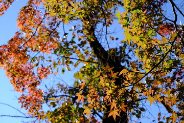 공원 호수 단풍