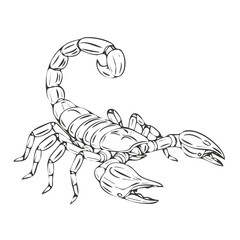 Black and Gray Line Art Vector Illustration of a Menacing Scorpion