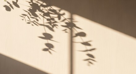 Shadows of eucalyptus leaves cast on a beige wall during golden hour, creating a serene and natural ambiance